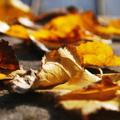 网络短信在线发送